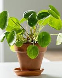 Pilea Peperomioides